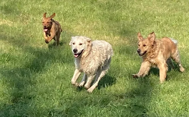 Natur Pfötli - Drei Hunde beim Spielen auf einer Wiese